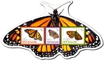 2010 Health - Butterflies